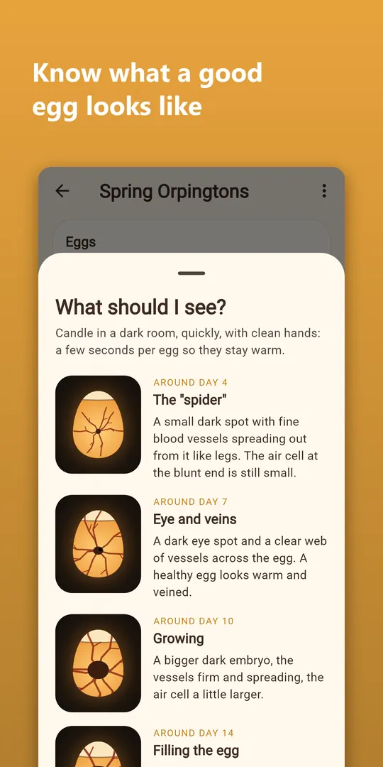 Hatchwise screenshot 5