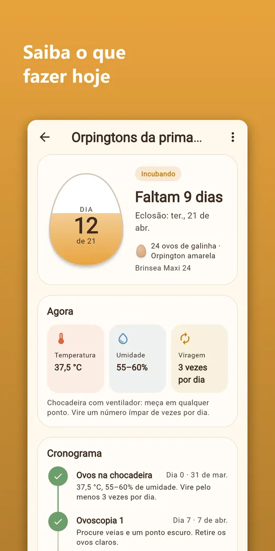 Captura 2 do Hatchwise