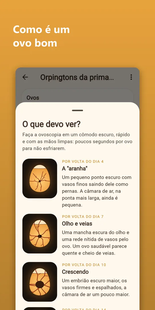 Captura 5 do Hatchwise